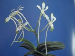 V. (Neof.) falcata 'Suikaden' (翠華殿)