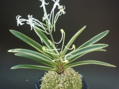 V. (Neof.) falcata 'Nishidemiyako' (西出都) (Variegated)