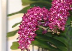 Rhynchostylis gigantea. ( Spots )