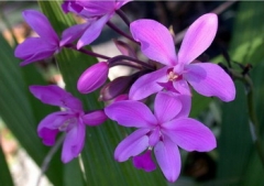 Spathoglottis plicata