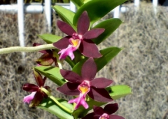 Trichoglottis brachiata