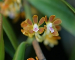 Trichoglottis amesiana