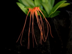 Bulb. tigabarinum