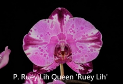 P. Ruey Lih Queen 'Ruey Lih'
