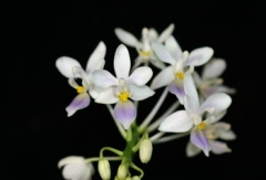 P. equestris f. coerulea