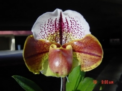 Paph. Pandemonium