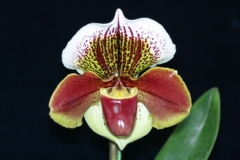 Paph. Pacific Storm