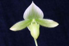 Paph. LimeLight