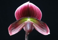 Paph. Hsinying Web
