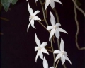 Aerangis biloba