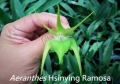Aeranthes Hsinying Ramosa