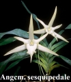 Angcm. sesquipedale  x  self