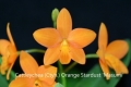 Ctyh. Orange Stardust 'Masumi' SQ/JOGA