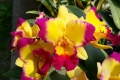 Rlc. Taiwan Fantasy 'T Y'